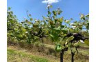Concord Grapes in Van Buren County, Michigan farmland - LAND AUCTION - 194+/- ACRES OFFERED IN 5 TRACTS IN VAN BUREN COUNTY, MICHIGAN